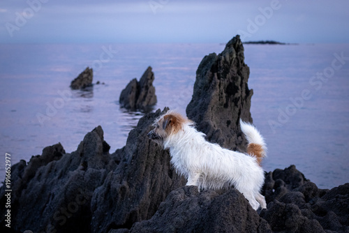 Jack Russell terrier dog on the beach