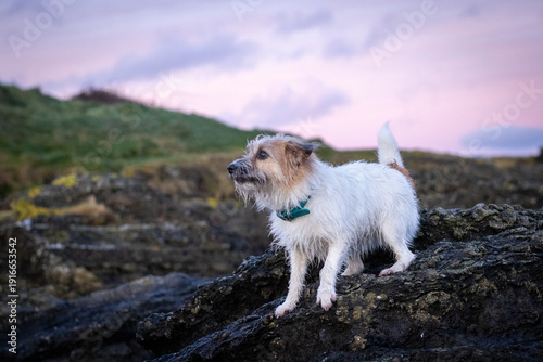 Jack Russell dog on the rocks