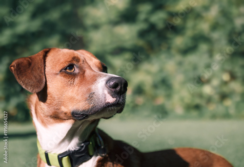 Billede på lærred Headshot of dog looking at squirrel, bird or noise while standing in park or yard