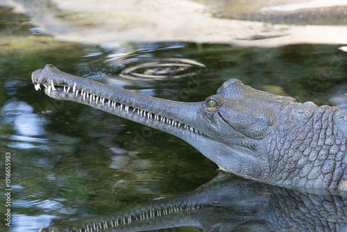 Gharial crocodile close-up in water