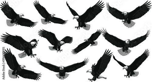 Vector illustration of bald eagles in flight and landing poses, detailed black and white artwork showcasing wings, feathers, and symbolism