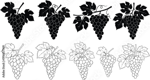 Black and white grape bunch silhouette set, vineyard fruit icons with leaves, wine production symbols, decorative organic food elements,