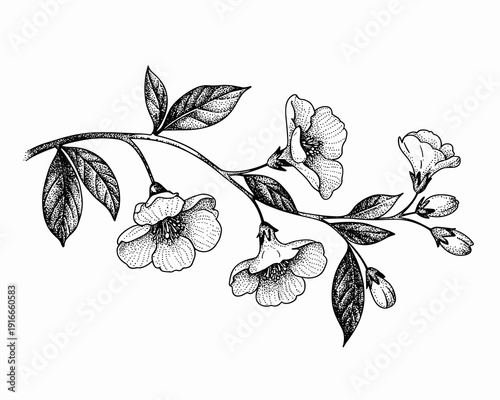 Detailed Blossom Branch Stipple Illustration on White - Delicate Floral Arrangement, Botanical Drawing for Invitations and Stationary, Vintage Wedding Design Element, Nature-Inspired Blackwork Decor,