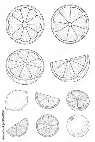 Orange Fruit Segments Line Art Design: Citrus Slices, Lemon, Fruits Medley in Outline Style - Tropical Garden Freshness for Healthy Eating, Vitamin C Boost, Juice Bar Menu & Summer Recipes (Hand-Drawn