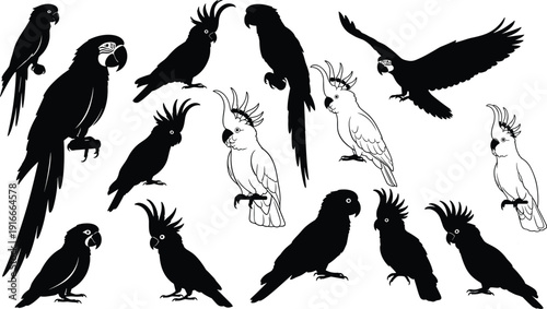 Vector illustration of parrot and cockatoo silhouettes in diverse poses symbolizing wildlife, culture, nature, biology, education, and decorative design