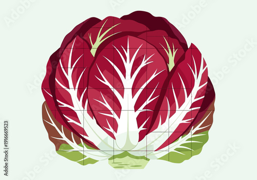 Fresh Red Radicchio Vegetable Illustration Isolated On White.