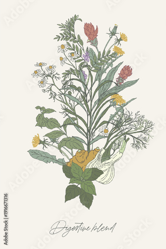 Digestive Herbal Blend Botanical Bouquet Illustration