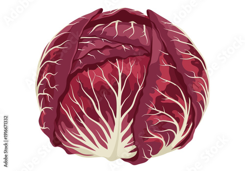 Radicchio Vegetable Isolated on White Background Illustration.