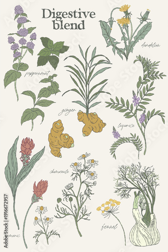 Digestive Herbal Blend Medicinal Plants Set