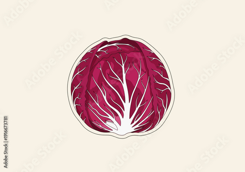 Radicchio Vegetable Fresh Healthy Food Ingredient.