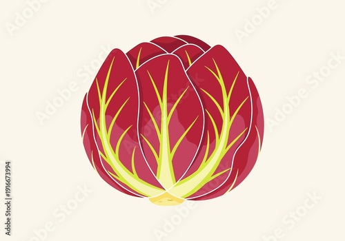 Vibrant Radicchio Vegetable Illustration Isolated on White.