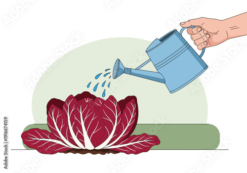 Watering a Fresh Red Leafy Vegetable Plant.