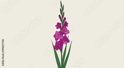 Elegant Pink Gladiolus Flower Bloom Isolated.