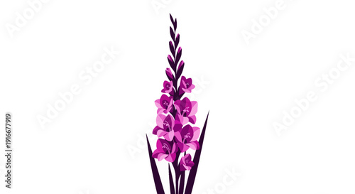 Elegant Pink Gladiolus Flower Isolated on White Background.
