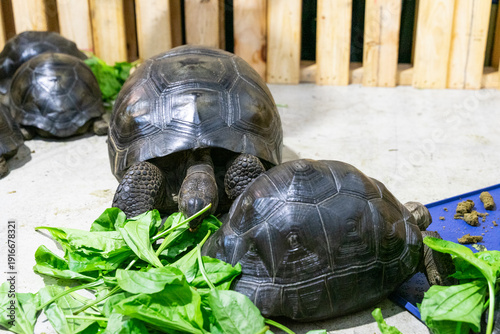 an Aldabra giant tortoise feeding on fresh green leaves at ground level. The image highlights the massive domed shell, textured scales, and slow, deliberate movement characteristic of this iconic spec