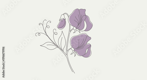 Delicate Purple Sweet Pea Flowers with Green Leaves Illustration.