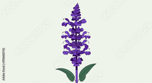 Elegant Purple Salvia Flower with Green Leaves.