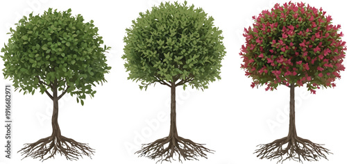 Three trees with different colored leaves and flowers on transparent background for design and decoration purposes