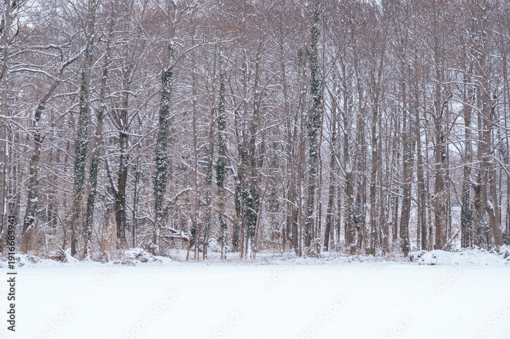 Fototapeta premium 白銀の世界が広がる雪原と雪化粧した冬の森