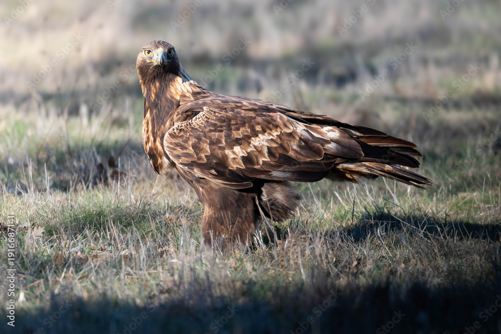 Obraz premium olden Eagle Standing Guard Over Its Kill, Watching for Approaching Predators