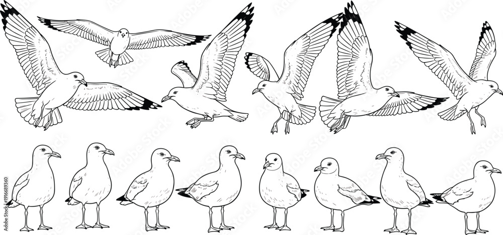 Fototapeta premium Detailed seagull vector illustration, birds in flight and standing poses, black and white artwork, creative wildlife design elements, decorative background pattern