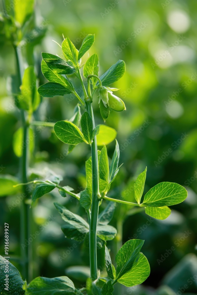 Obraz premium Green pea plant with fresh leaves and pods growing in natural sunlight on farm field, closeup of healthy agricultural crop in early growth stage for farming and harvest.