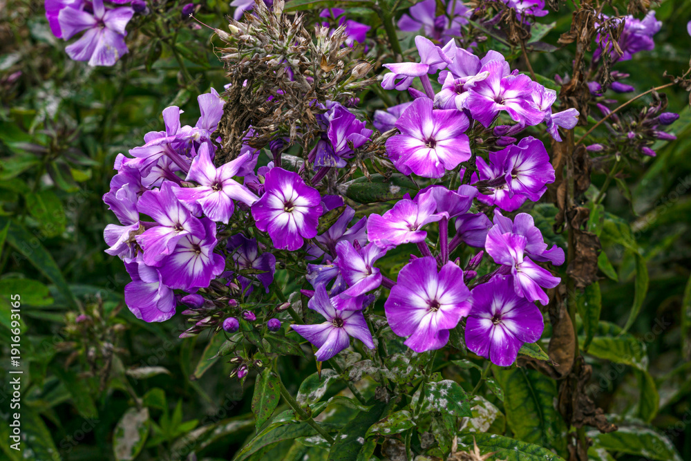 Fototapeta premium Delicate purple phlox flowers in a flowerbed in the garden.
