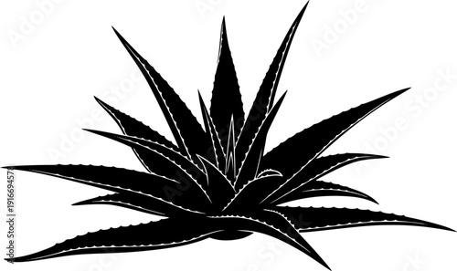 aloe vera silhouette line art vector illustration with a white background
