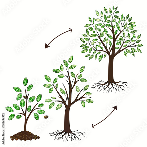 Coffee Plant Growth Cycle Illustration. From Seed to Mature Coffee Tree