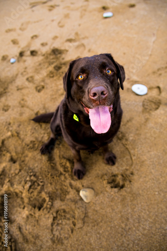 Happy brown dog sitting on sandy beach. High quality photo