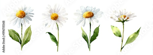 Watercolor painting of four daisies, each with white petals and yellow centers, with green leaves