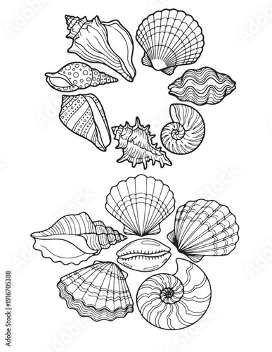 Detailed black and white seashell collection line art for coloring pages