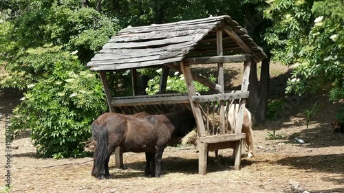Ponies feeding on hay from a rustic wooden feeder in a rural farm environment