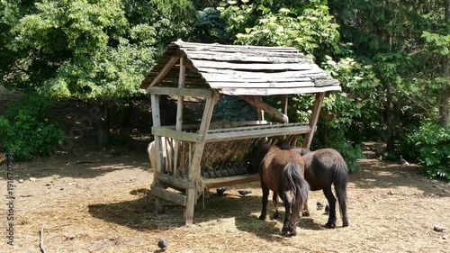 Ponies feeding on hay from a rustic wooden feeder in a rural farm environment