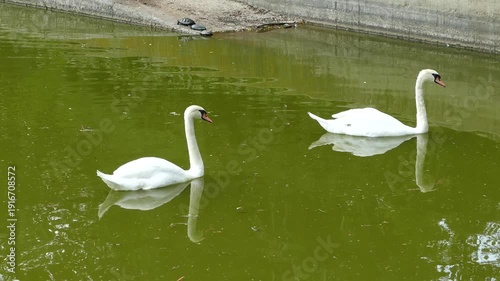 White swans swimming peacefully in a pond
