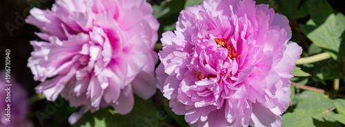 Blooming pink tree peonies in a flowerbed, surrounded by lush green leaves. T...