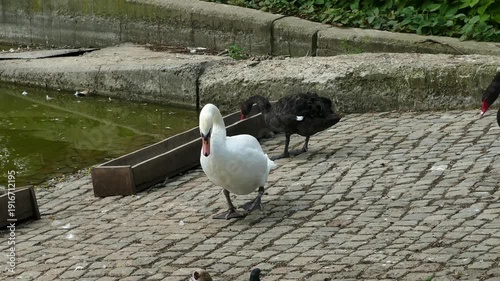 BlackBlack and white swans  resting near a pond in a parkand white swans  resting near a pond in a park