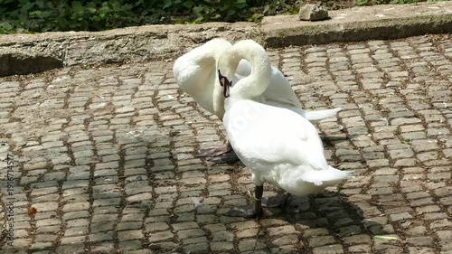 White swans  resting near a pond in a park