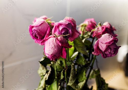 Foto roses dried in pink colors