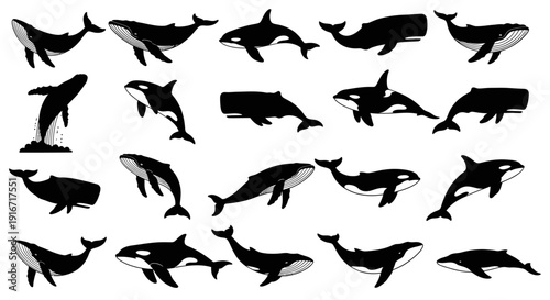 Collection of various whale and orca silhouettes on white background marine life icons