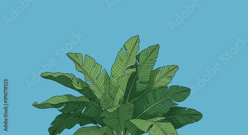 A large green plant with broad leaves against a blue background, viewed from above, in a graphic illustration style