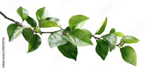 A branch with vibrant green leaves against a stark white backdrop, showcasing nature's beauty