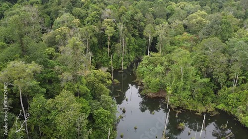 hidden small rainforest swamp lake