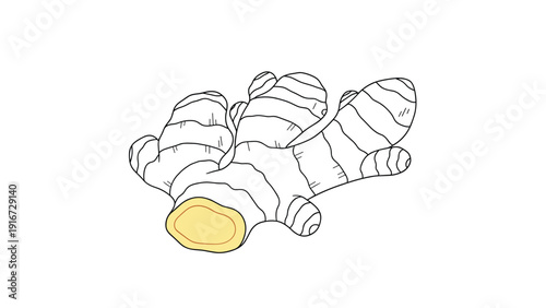Detailed drawing of a fresh ginger root with a cut section showing its yellow interior used for cooking and health.