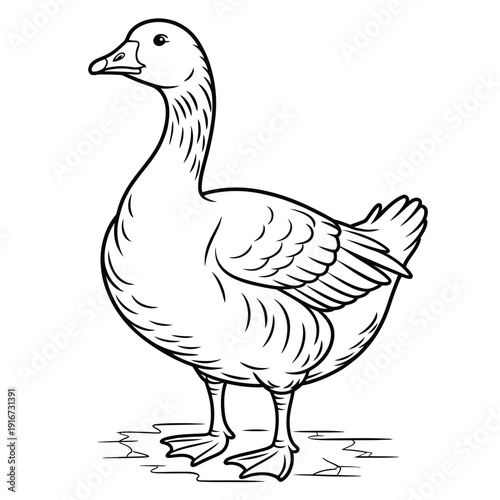 A detailed illustration of a goose standing on water with its wings slightly spread. isolated on white background, Vector, illustration
