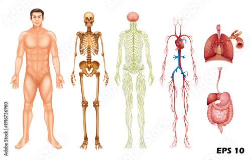 Human Body Systems Anatomy Illustration. Vector Set of Male Silhouette, Skeleton, Nervous System, Circulatory System, Respiratory, and Digestive Organs