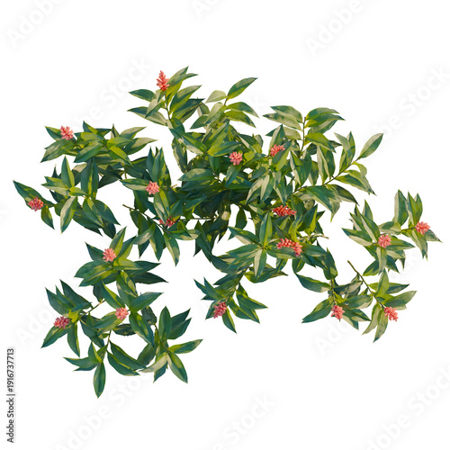 Vászonkép Alpinia purpurata tree plan, top view, cutout, transparent background, isolate,