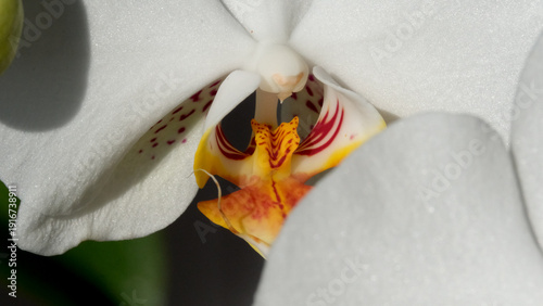 Delicate white orchid blooms under gentle sunlight in a garden setting