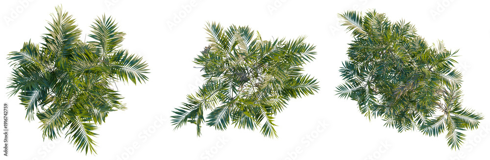 Obraz premium Chamaedorea costaricana tree plan, top view, cutout, transparent background, isolate, Detailed Green Palm Tree Branch with Vibrant Leaves - Nature Stock Photography