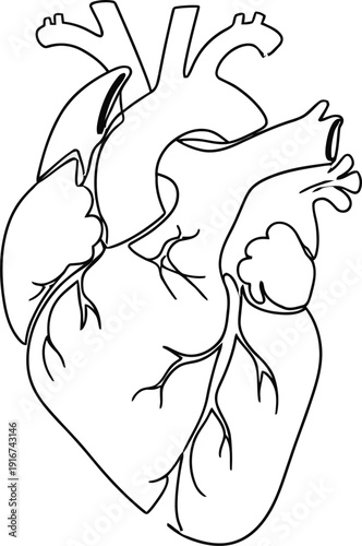 Stylized Black and White Anatomical Heart Illustration
